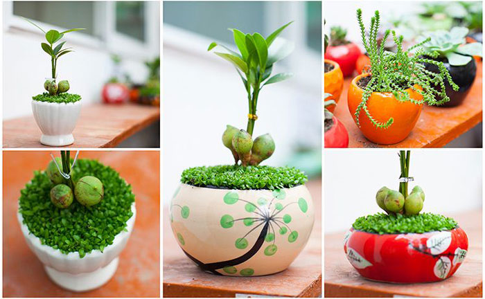 NHỮNG LOẠI CÂY CẢNH DỄ TRỒNG MANG LẠI TÀI LỘC CHO GIA CHỦ